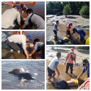 Personil Satpolair Teluk Meranti Polres Pelalawan bersama masyarakat melakukan evakuasi terhadap korban tenggelam di perairan Sungai Kampar. Minggu (25/10).